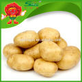 Bulk fresh holland patatoes à vendre